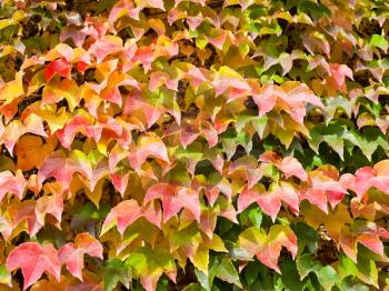 red, yellow, green leaves of ivy in sunny autumn day