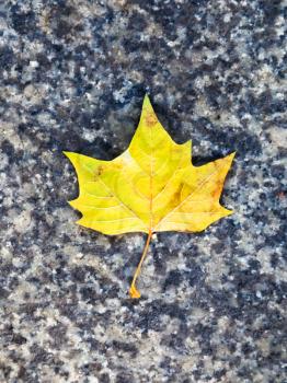 yellow autumn maple leaf on stone pavement