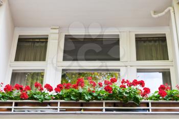 bed of red flowers on balcony of apartment building in Berlin
