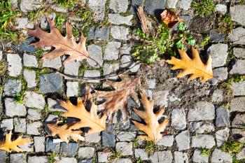 many brown autumn oak leaves on stone pavement