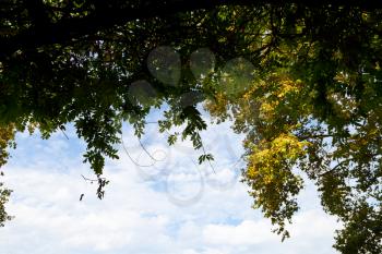natural frame from crowns of trees with green and yellow autumn leaves and blue sky with white clouds