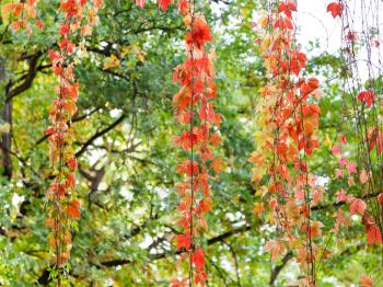 red leaves of climbing plant in autumn evening
