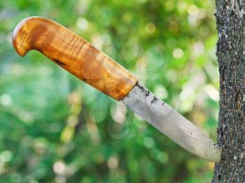 sharp knife with wooden handle stuck in tree in forest