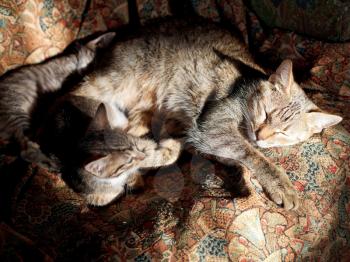 sleeping cat with kittens on old chair