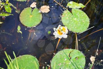 Nymphaea alba flower in pond in summer