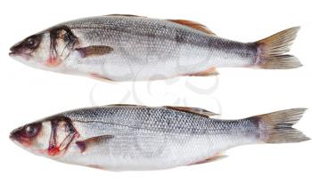 two raw seabass fishes isolated on white background