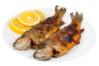 fried river trout fish on plate isolated on white background