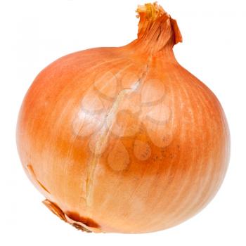 common onion bulb isolated on white background