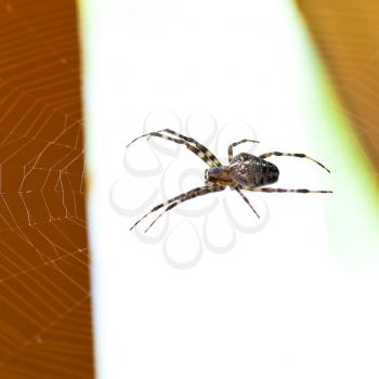 Araneus spider at cobweb close up