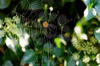 cobweb on boxwood bush in autumn morning