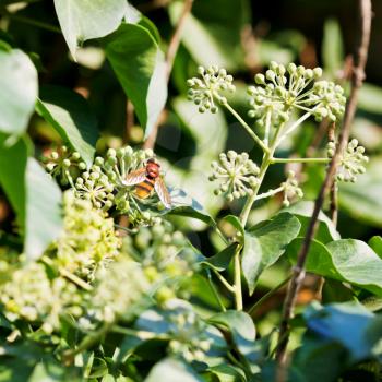 flower fly volucella inanis nectaring on green blossoms of ivy plant in autumn day