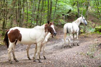 horse family on forest road in caucasus mountains