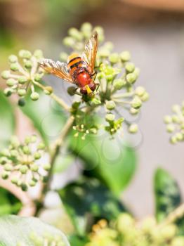 flower fly volucella inanis nectaring on green  blossoms of ivy plant in autumn day
