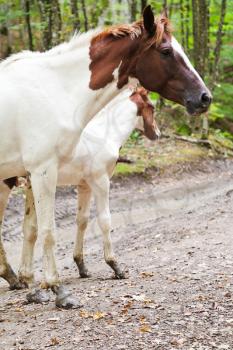piebald horse and foal on forest road in caucasus mountains