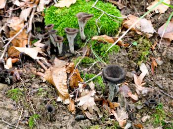 craterellus cornucopioides (black chanterelle) mushrooms in autumn litter