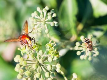 flower fly volucella inanis nectaring on green  blossoms of ivy plant in autumn day