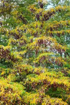 green and yellow leaves of acacia tree in autumn