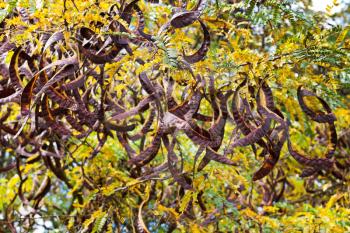 Seed pods on acacia tree close up in autumn day