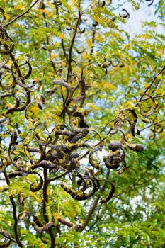 Seed pods on acacia tree branches in autumn