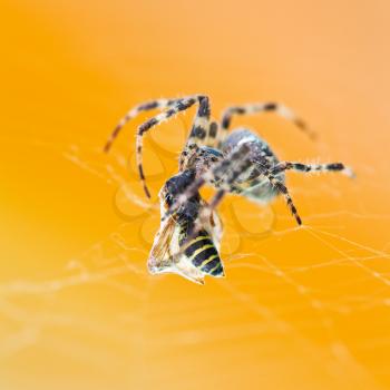 Araneus spider eats tangled wasp close up