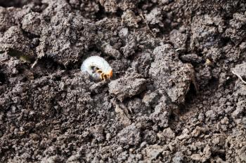 white grub of cockchafer between clumps of freshly dug earth