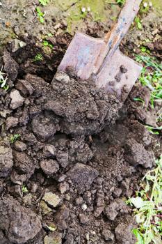 digging up seedbed in garden with spade