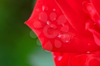red rose petals with drops of early dew close up