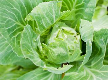 top view of head of cabbage at garden bed