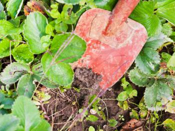 digging up garden strawberry bed with trowel