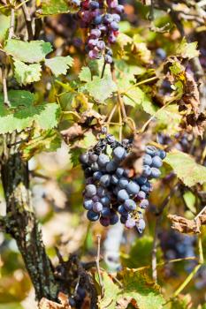 dried black grapes at vineyard in sunny autumn day