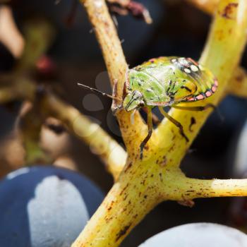 fourth-instar larva of nezara viridula ( southern green stink bug) on grapes