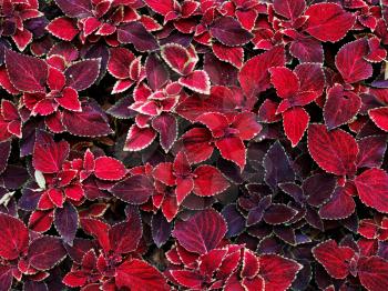 background from decorative coleus leaves