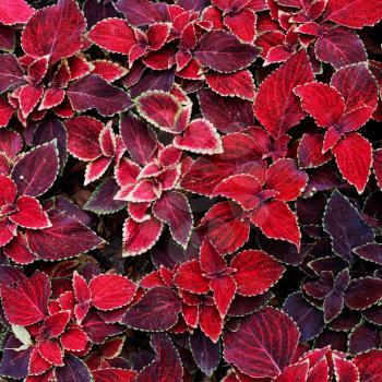 background from decorative red coleus leaves