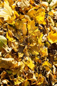 yellow leaf litter in autumn forest in sunny day close up