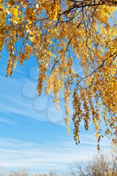 birch tree brunch with yellow leaves with blue sky in sunny autumn day