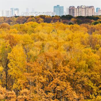 yellow autumn park and urban houses