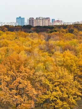 yellow autumn forest and urban building