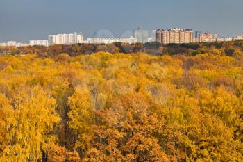 cityscape with yellow autumn urban park