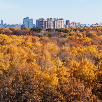 urban buildings on autumn forest edge with yellow trees in sunny day
