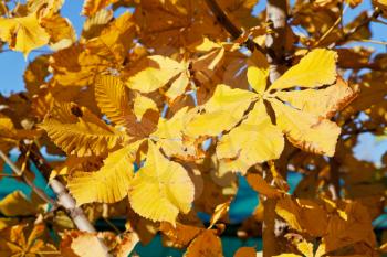 autumn leaves of horse chestnut tree in sunny day close up