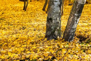 yellow leaf litter under birch trees in autumn forest