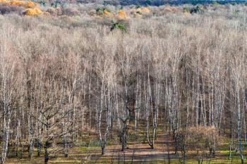above view of edge of autumn forest with bare trees