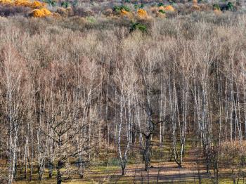 above view of autumn forest with bare trees in sunny day