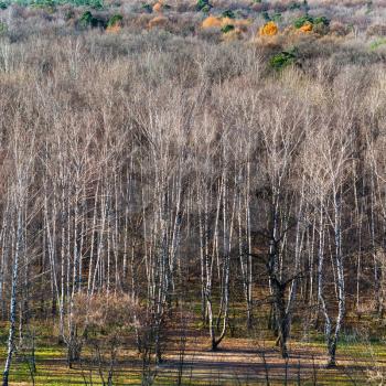 above view of bare trees in autumn forest in sunny day