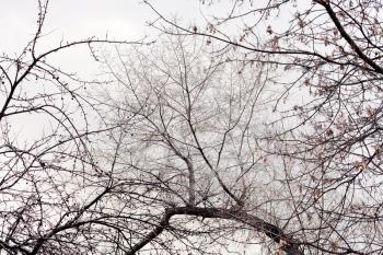 grey sky and branches of trees in early spring