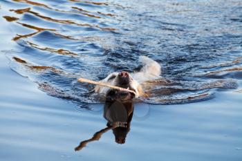 swimming labrador Retriever dog in river