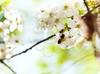 honey bee feeds nectar from spring white blossoming tree