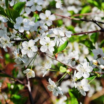 tree branch with white blossoms in spring garden
