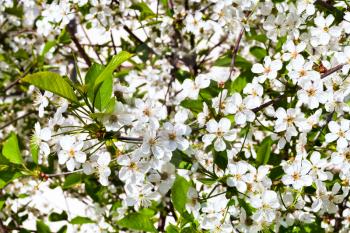 white flowers of cherry tree in spring day
