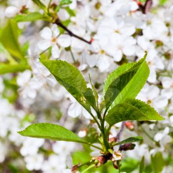 young green foliage of cherry tree in spring